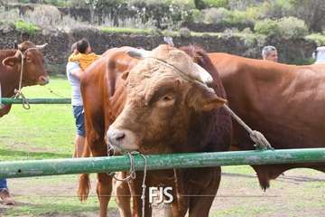 El Valle de los Nueve Alto celebra el día grande de sus fiestas patronales/Francisco Javier Santana.